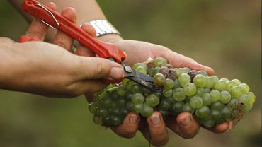 Французскому виноделу грозит тюремный срок за отказ от применения пестицидов