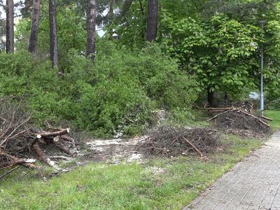 В Висагинасе начались работы по санитарной вырубке сухих, больных и опасных деревьев - В Висагинасе