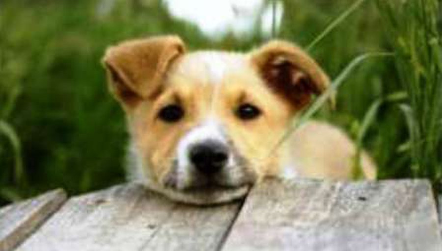 Приглашаем на мероприятие ко Дню защиты животных - В Висагинасе