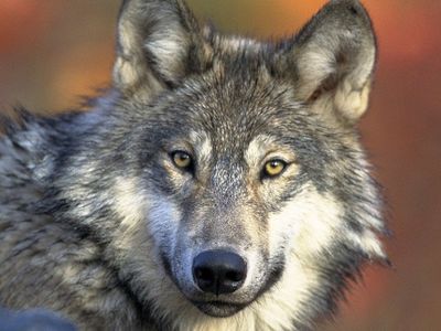 Волки в Кайшядорском районе: жители боятся выходить на улицу и пускать детей в школу - Происшествия и криминал