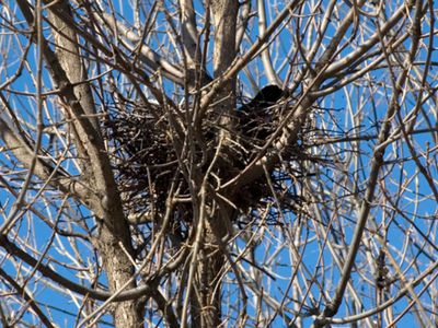 В Висагинасе продолжается регулирование численности ворон и грачей в черте города - В Висагинасе
