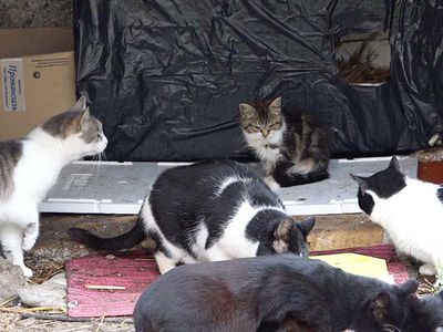 Информация Висагинского общества опеки животных - В Висагинасе