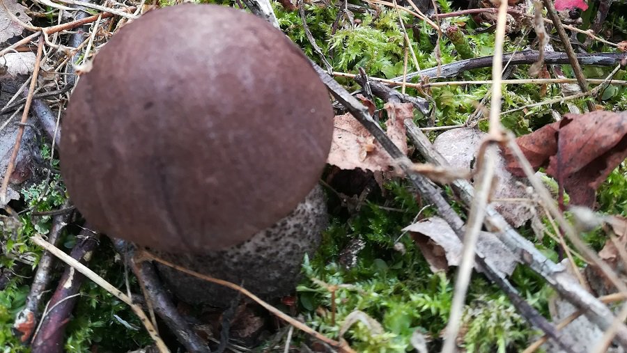 Янина из Дзукии уже знает, каким будет лето и когда начнется осень - Литва и страны Балтии