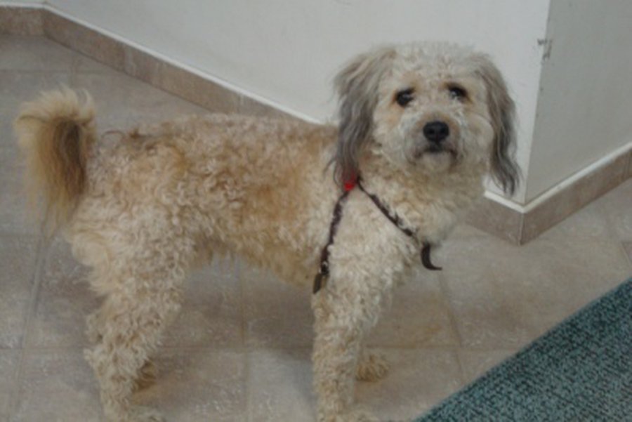 Внимание! Песик потерял хозяина (обновлено)                                                                                                            - В Висагинасе