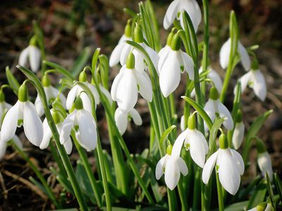 Прогноз: в Литву придёт весеннее тепло - Литва и страны Балтии