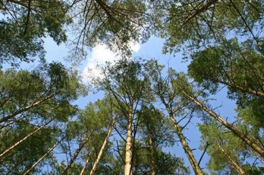 Erkių aktyvumo pikas gali užtrukti porą mėnesių