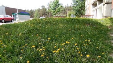 Покос травы во дворах начнется с 31 мая