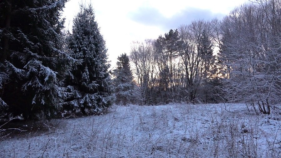 Экспертиза  деревьев, подлежащих вырубке, на астрополяне закончена (видео) - В Висагинасе