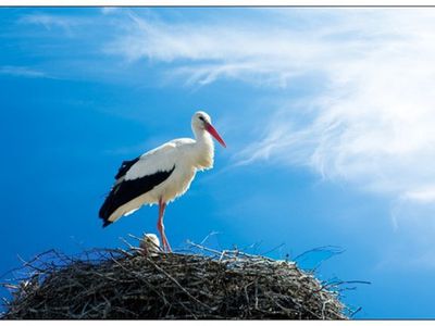 Литовский священник пожаловался на аиста-мстителя
 - Хобби, отдых и развлечения