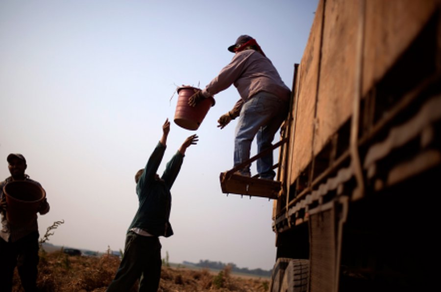 Эмигранты работают на британских фермах в нечеловеческих условиях - В Мире