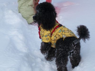 Участник № 61 конкурса «Мой домашний любимец» - Конкурсы для читателей