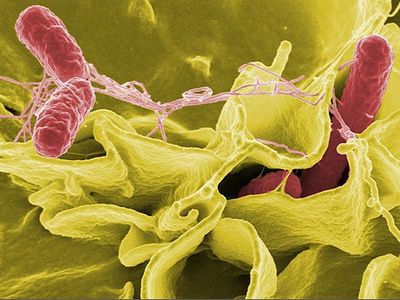 Сальмонелла помогает против рака - Наука и здоровье