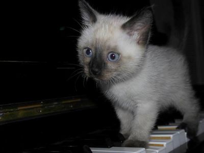 Участник № 55 конкурса «Мой домашний любимец» - Конкурсы для читателей