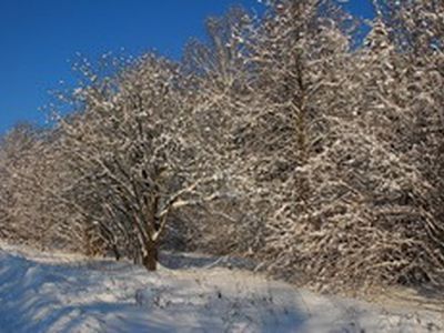 Лесные «дары» - Происшествия и криминал