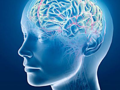 Ученые научились стирать и восстанавливать память - Наука и здоровье