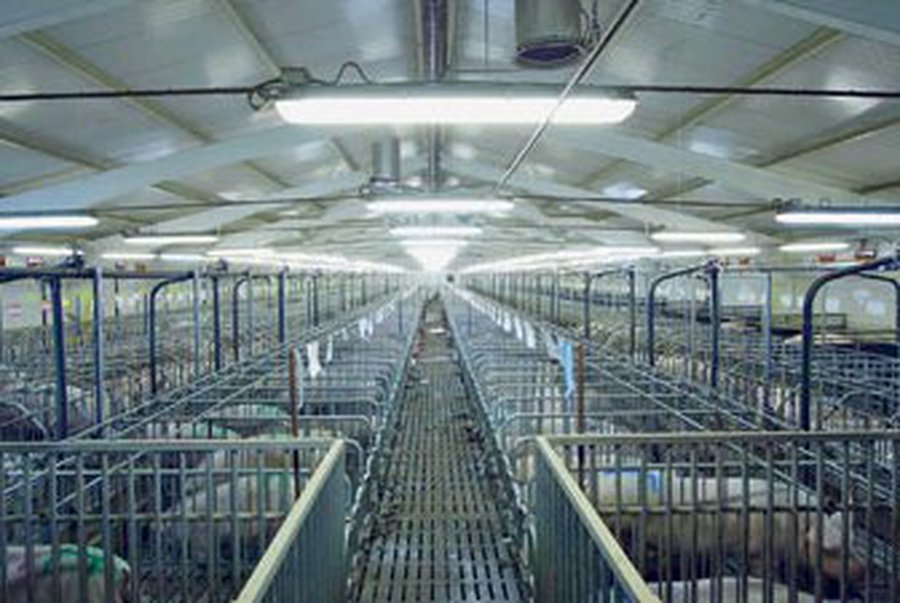 Литовские экологи протестуют против датских свинарников - Литва и страны Балтии