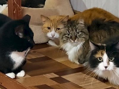 Согрей меня теплом». Новая программа висагинского приюта, спасающая кошек и согревающая души людей (видео) - В Висагинасе