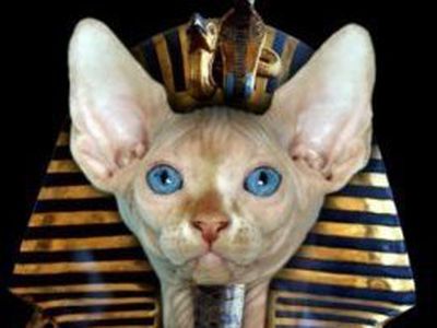 Вернуть сфинкса                                                                         - Происшествия и криминал