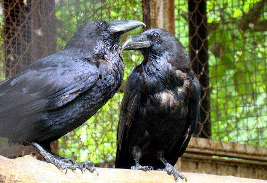 Биологи выявили у воронов память о друзьях и врагах                                                                                                 - Наука и здоровье