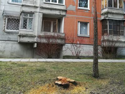 Сколько деревьев вырубили в 2019 г.?  Можно ли жителям сажать деревья в городе? - В Висагинасе