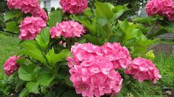 Aplankyti VDU botanikos sodą žiedais vilioja hortenzijos