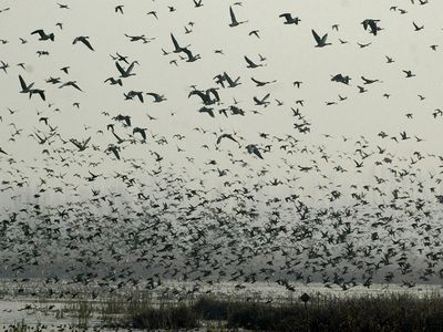 Возрастает угроза проникновения птичьего гриппа в Литву: началась весенняя миграция птиц - В Мире