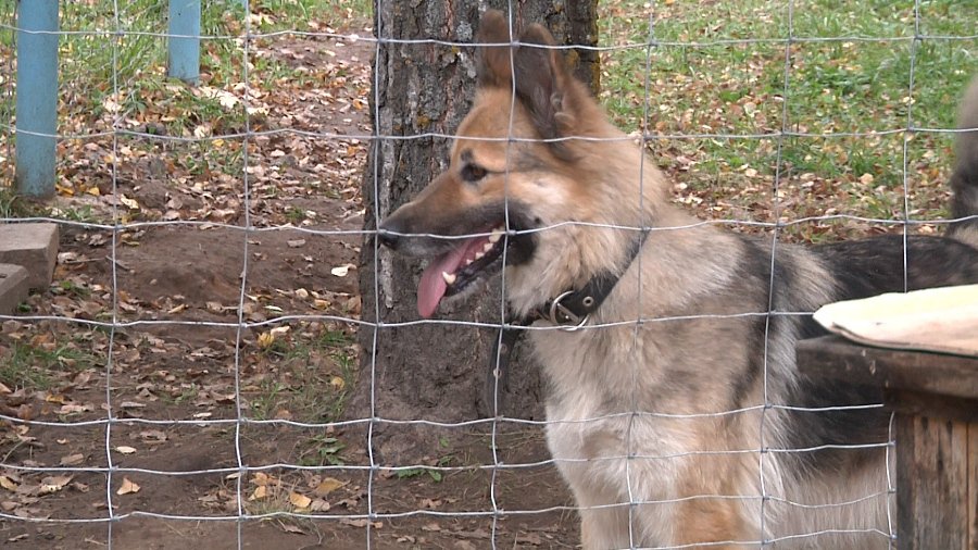 Поможем животным из приюта пережить зиму - В Висагинасе