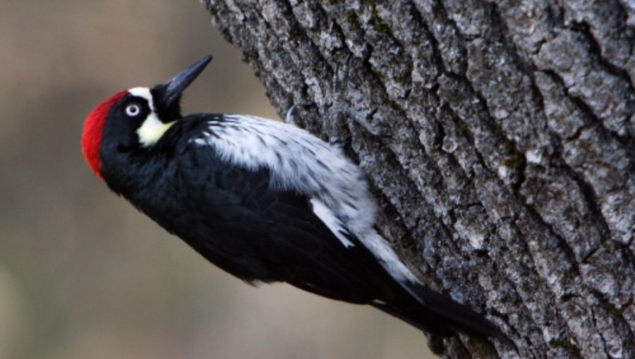 Жителям не дает покоя поселившийся в стене дома дятел - Литва и страны Балтии