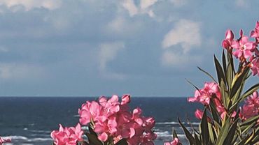 Приглашаем на «Море цветов» 