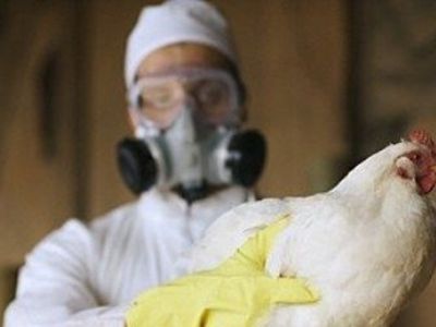 Птичий грипп шагает по Китаю: 13 из 60 заразившихся новым штаммом умерли - Наука и здоровье
