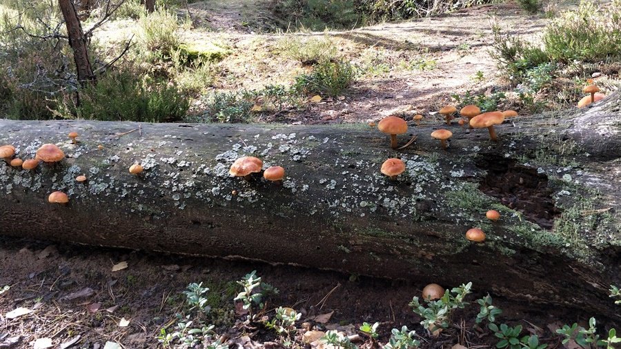 Фото № 14 конкурса «Осенние дары леса» - Конкурсы для читателей