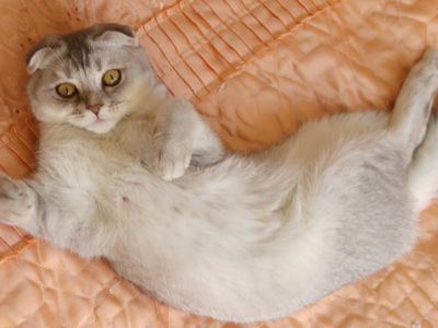 Участник № 59 конкурса «Мой домашний любимец» - Конкурсы для читателей