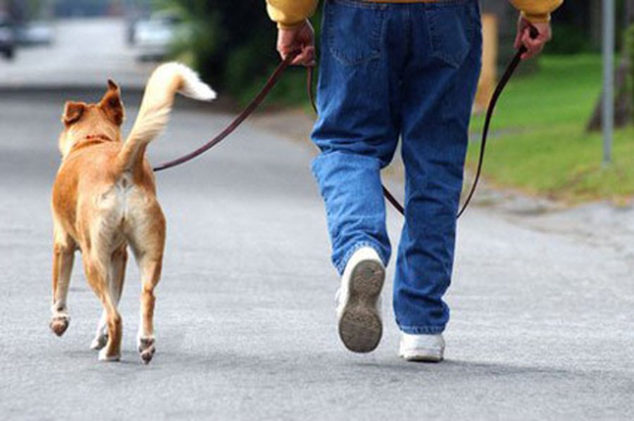 В Нью-Йорке примут закон о собачьих фекалиях                 - Хобби, отдых и развлечения
