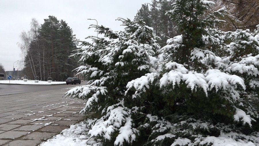 Зима вернется с новой силой: прогнозируют сильный ветер и метель - Литва и страны Балтии