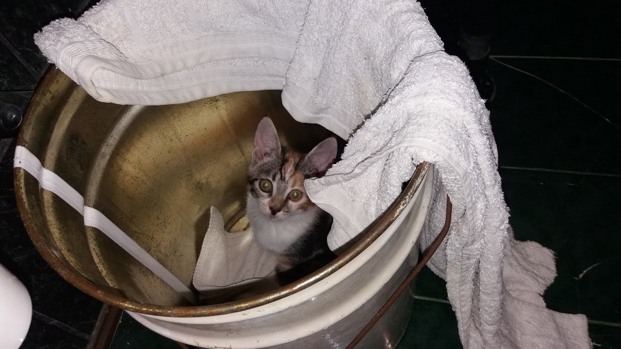 Участник №5 конкурса «Мой домашний любимец» - Конкурсы для читателей