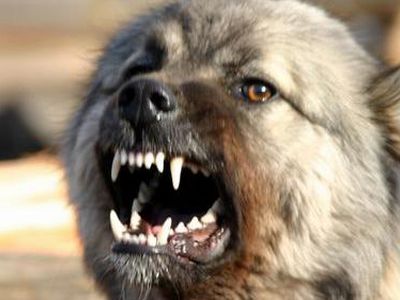 Сводка криминальных происшествий за 22 апреля  - Происшествия и криминал