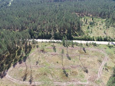 Правительство Литвы  одобрило увеличение вырубки лесов - Литва и страны Балтии