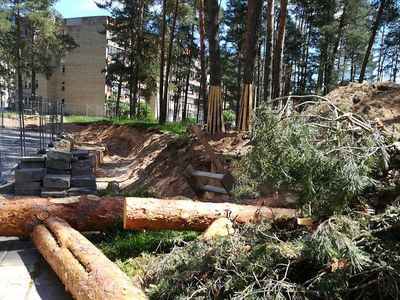 Почему вырубают деревья при реконструкции теплотрасс? - В Висагинасе
