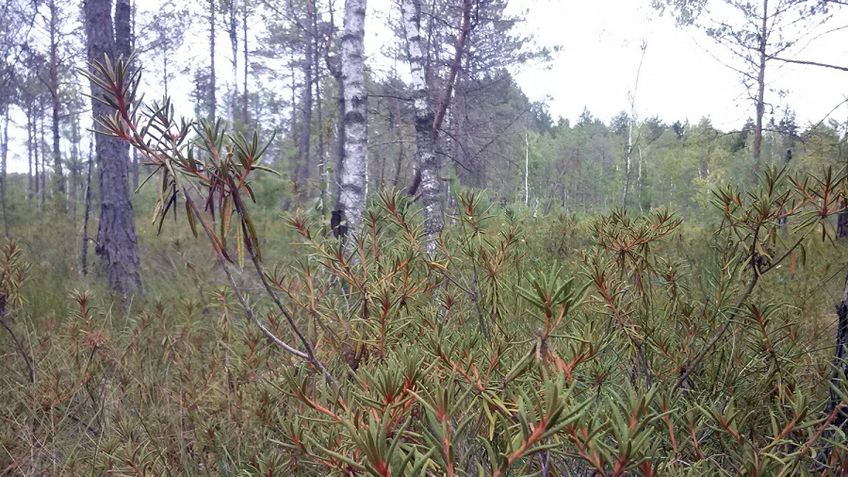 Europos Komisija įspėjo Lietuvą dėl miškų nuosavybės ribojimo iki 1500 ha