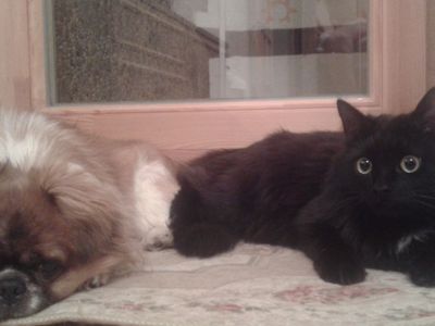 Участник № 36 конкурса «Мой домашний любимец» - Конкурсы для читателей