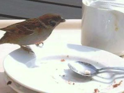 Эксперты: эра дешевых продуктов подходит к концу - В Мире