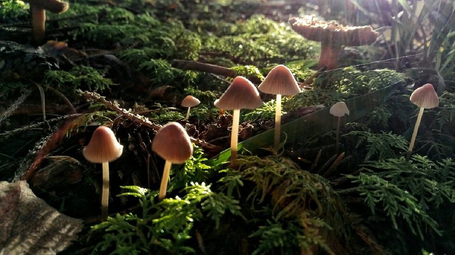 Фото № 32 конкурса «Осенние дары леса» - Конкурсы для читателей