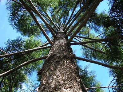 Деревья продлевают людям жизнь - Наука и здоровье