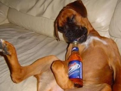 Пиво для собак                 - Хобби, отдых и развлечения