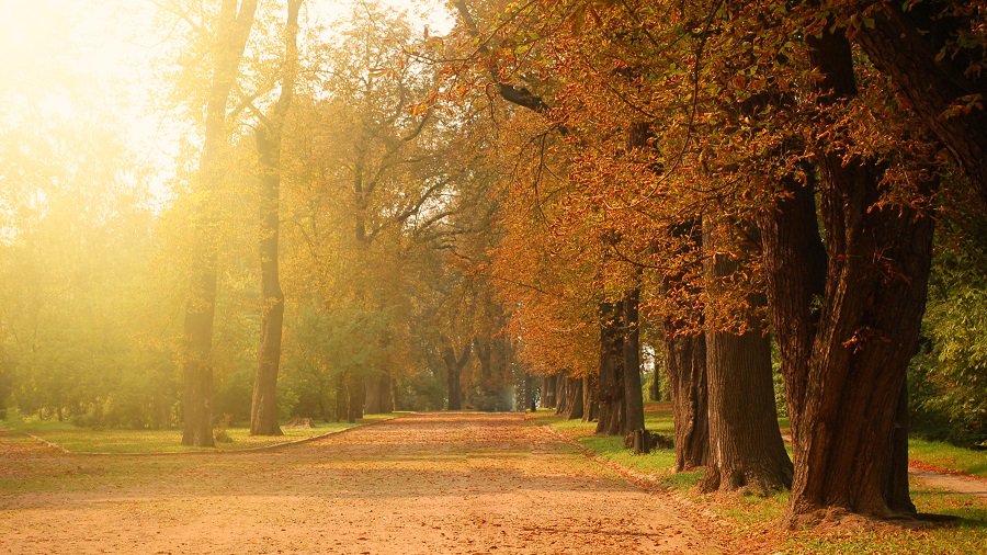 Погода в Литве напомнит "бабье лето" - Литва и страны Балтии