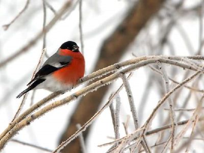 Зима входит в свои права, синоптики просят проявлять осторожность - Литва и страны Балтии