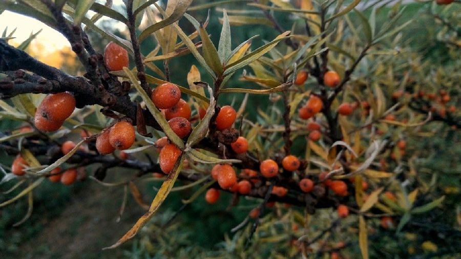 Фото № 34 конкурса «Осенние дары леса» - Конкурсы для читателей