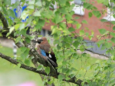 Прокуратура начала расследование относительно указа министра окружающей среды - Литва и страны Балтии