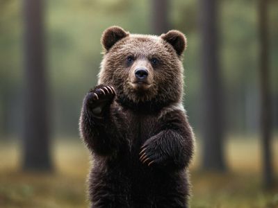 Женщина с глазу на глаз встретилась с медведем: их разделяли всего 10 шагов - Это интересно