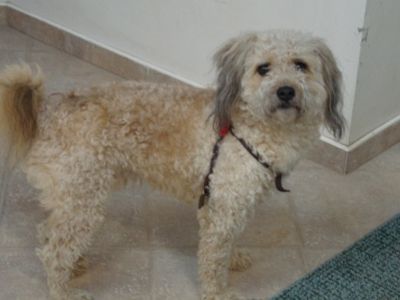 Внимание! Песик потерял хозяина (обновлено)                                                                                                            - В Висагинасе